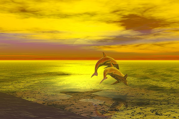 Dolphins in yellow sunset