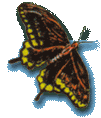 Butterfly flapping wings