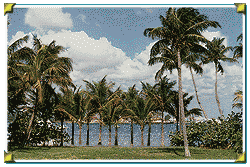 Dancing palm trees