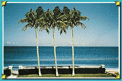 Swaying palms